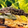 Waterlots Fiederbartwels, Synodontis Waterloti -Aquariumladen = das Beste. Waterlots Fiederbartwels Synodontis waterloti