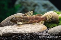 Waterlots Fiederbartwels, Synodontis Waterloti 7 Waterlots Fiederbartwels, Synodontis Waterloti -Aquariumladen = das Beste. Waterlots Fiederbartwels Synodontis waterloti neu 1