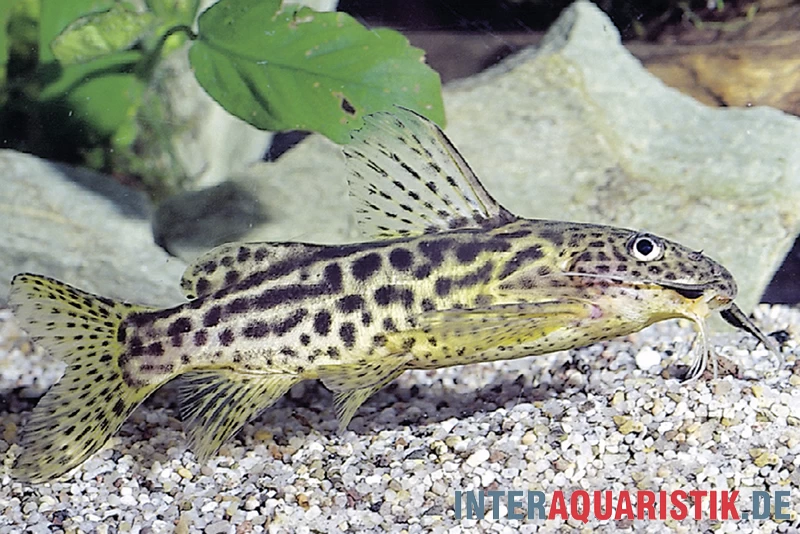 Waterlots Fiederbartwels, Synodontis Waterloti 4 Waterlots Fiederbartwels, Synodontis Waterloti – Bild 2