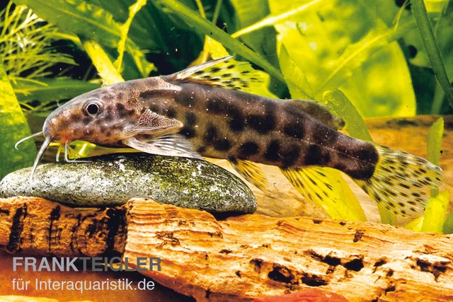 Waterlots Fiederbartwels, Synodontis Waterloti 3 Waterlots Fiederbartwels, Synodontis Waterloti