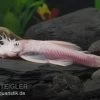 Weißer Antennenwels, Ancistrus Sp. Weiß (Black Eyes) -Aquariumladen = das Beste. Weisser Antennenwels Ancistrus sp Weiss L144