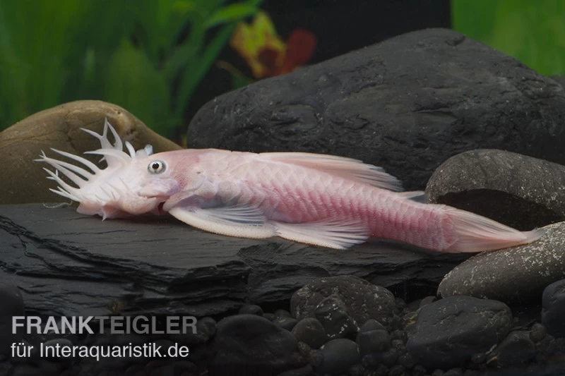Weißer Antennenwels, Ancistrus Sp. Weiß (Black Eyes) 3 Weißer Antennenwels, Ancistrus Sp. Weiß (Black Eyes)