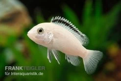 Weisser NKAHLI-Labidochromis, Labidochromis Spec. NKAHLI, DNZ