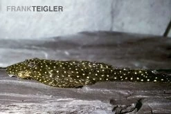 Weißpunkt-Fliegerharnischwels, Pseudolithoxus Anthrax "L235"