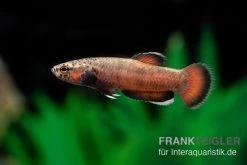 Weißsaum-Zwergkampffisch "Sebuku", Betta Albimarginata "Sebuku"