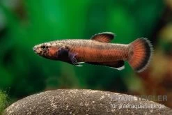 Weißsaum-Zwergkampffisch "Sebuku", Betta Albimarginata "Sebuku" -Aquariumladen = das Beste. Weisssaum Zwergkampffisch Sebuku Betta albimarginata Sebuku 3