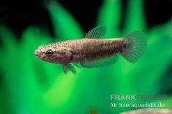 Weißsaum-Zwergkampffisch "Sebuku", Betta Albimarginata "Sebuku" -Aquariumladen = das Beste. Weisssaum Zwergkampffisch Sebuku Betta albimarginata Sebuku 4