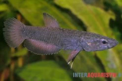 Weißsaum-Zwergkampffisch "Malinau", Betta Albimarginata "Malinau", Paarweise -Aquariumladen = das Beste. Weisssssaum Zwergkampffisch Malinau Betta albimarginata Malinau 3