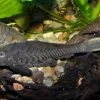 Wels L152 Orinoko-Tannenzapfenwels, Pseudorinelepis Genibarbis -Aquariumladen = das Beste. Wels L 152 Orinoko Tannenzapfenwels Pseudorinelepis genibarbis 2