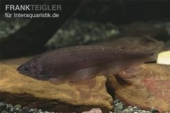 Afrikanischer Messerfisch, Xenomystus Nigri 7 Afrikanischer Messerfisch, Xenomystus Nigri -Aquariumladen = das Beste. Xenomystus nigri Afrikanischer Messerfisch 1