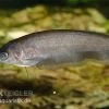 Afrikanischer Messerfisch, Xenomystus Nigri 1 Afrikanischer Messerfisch, Xenomystus Nigri -Aquariumladen = das Beste. Xenomystus nigri Afrikanischer Messerfisch 2