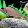 Sandcichlide Kekese, Xenotilapia Ochrogenys Kekese -Aquariumladen = das Beste. Xenotilapia bathyphilus Kekese 4