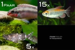 Zierfisch-Sortiment Afrika Ab 120 Cm