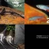 Zierfisch-Sortiment Amazonas Für 120 Cm -Aquariumladen = das Beste. Zierfisch Sortiment Amazonas 120 cm Aquarium