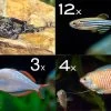 Zierfisch-Sortiment Asien Für 100 Cm 2 Zierfisch-Sortiment Asien Für 100 Cm -Aquariumladen = das Beste. Zierfisch Sortiment Asien 100 cm Aquarium neu