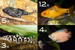 Zierfisch-Sortiment Asien Für 120 Cm