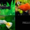 Zierfisch-Sortiment Deutschland Für Becken Ab 100 Cm -Aquariumladen = das Beste. Zierfisch Sortiment Deutschland 100 cm Aquarium