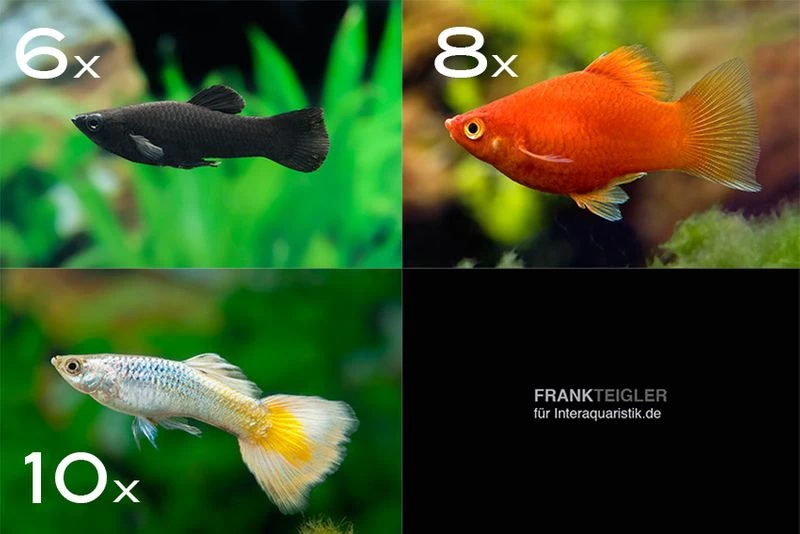 Zierfisch-Sortiment Deutschland Für Becken Ab 100 Cm 3 Zierfisch-Sortiment Deutschland Für Becken Ab 100 Cm