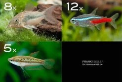 Zierfisch-Sortiment Einsteiger Für 80 Cm