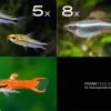 Zierfisch-Sortiment Hartwasser Für 60 Cm 1 Zierfisch-Sortiment Hartwasser Für 60 Cm -Aquariumladen = das Beste. Zierfisch Sortiment Hartwasser 60 cm Aquarium