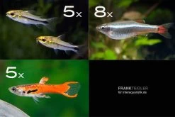 Zierfisch-Sortiment Hartwasser Für 60 Cm