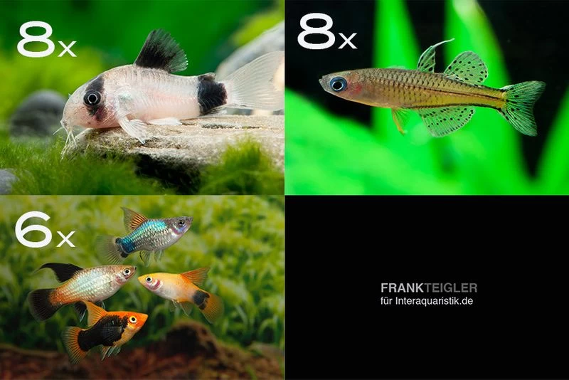 Zierfisch-Sortiment Hartwasser Für 80 Cm 3 Zierfisch-Sortiment Hartwasser Für 80 Cm