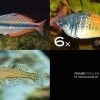 Zierfisch-Sortiment Regenbogenfische Für 100 Cm -Aquariumladen = das Beste. Zierfisch Sortiment Regenbogenfische 100 cm Aquariu