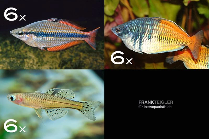 Zierfisch-Sortiment Regenbogenfische Für 100 Cm 3 Zierfisch-Sortiment Regenbogenfische Für 100 Cm