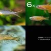 Zierfisch-Sortiment Regenbogenfische Für 80 Cm -Aquariumladen = das Beste. Zierfisch Sortiment Regenbogenfische 80 cm Aquarium