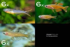 Zierfisch-Sortiment Regenbogenfische Für 80 Cm