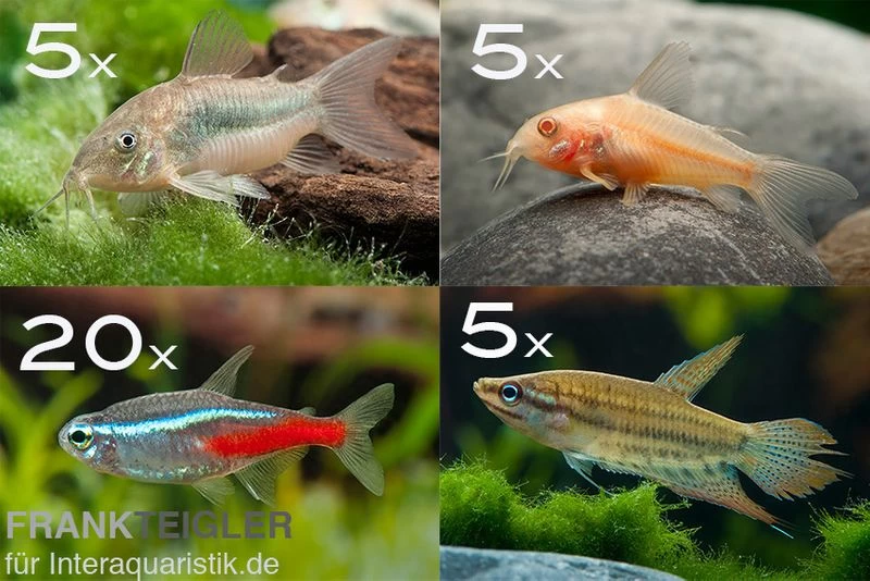 Zierfisch-Sortiment Einsteiger Für 100 Cm 3 Zierfisch-Sortiment Einsteiger Für 100 Cm