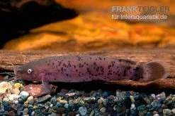 Zitterwels, Malapterurus Electricus