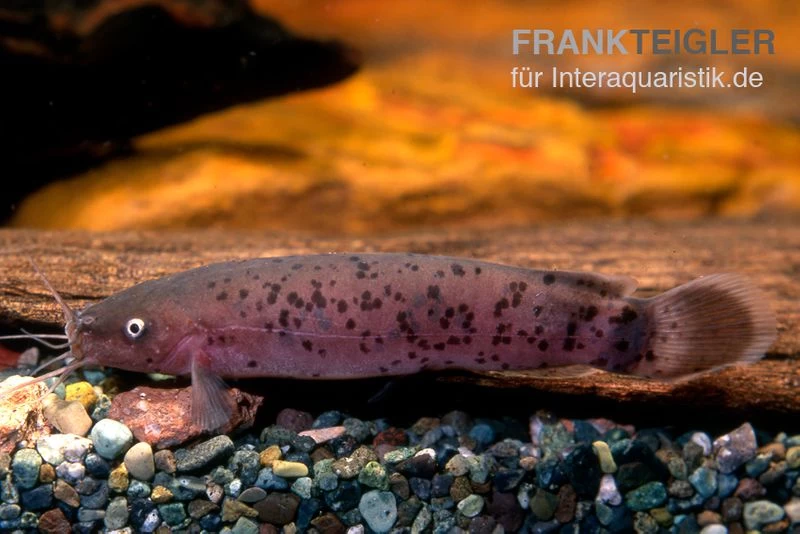 Zitterwels, Malapterurus Electricus 3 Zitterwels, Malapterurus Electricus