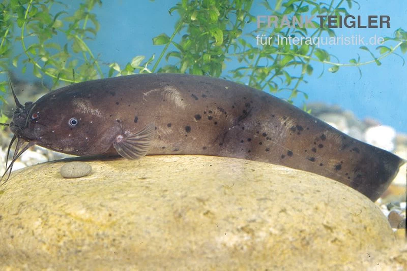 Zitterwels, Malapterurus Electricus 4 Zitterwels, Malapterurus Electricus – Bild 2