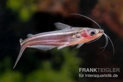 Zwerg-Haiwels, Pseudeutropius Moolenburghae -Aquariumladen = das Beste. Zwerg Haiwels Pseudeutropius moolenburghae