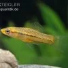 Zwergschwertträger, Xiphophorus Pygmaeus -Aquariumladen = das Beste. Zwergschwerttraeger Xiphophorus pygmaeus