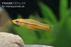 Zwergschwertträger, Xiphophorus Pygmaeus