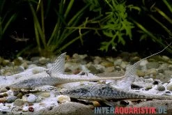 Zwergstörwels, Sturisomatichthys Leightoni -Aquariumladen = das Beste. Zwergstoerwels Sturisomatichthys leightoni 1