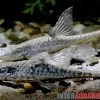 Zwergstörwels, Sturisomatichthys Leightoni -Aquariumladen = das Beste. Zwergstoerwels Sturisomatichthys leightoni 2