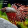 Crown Tail Kampffisch Red Dragon, Männchen, Betta Splendens -Aquariumladen = das Beste. betta splendens Kampffisch red dragon