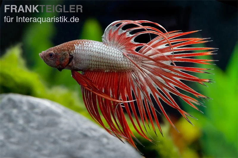 Crown Tail Kampffisch Red Dragon, Männchen, Betta Splendens 3 Crown Tail Kampffisch Red Dragon, Männchen, Betta Splendens