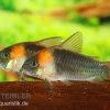 Dreieckspanzerwels, Corydoras Eques Tefe -Aquariumladen = das Beste. corydoras eques tefe