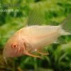 Sterbas Panzerwels, Gold, Corydoras Sterbai, Gold 2 Sterbas Panzerwels, Gold, Corydoras Sterbai, Gold -Aquariumladen = das Beste. corydoras sterbai gold