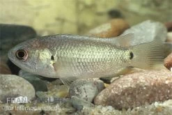 Kletterfisch, Anabas Testudineus 5 Kletterfisch, Anabas Testudineus -Aquariumladen = das Beste. kletterfisch Anabas testudineus